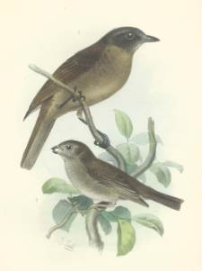 Deuxième liste des Oiseaux recueillis dans l’Ecuadeur occidental par MM. Stolzmann et Siemiradski
