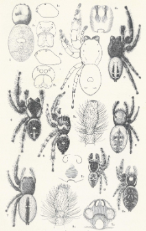 Spiders of the Phidippus Group of the Family Attidae