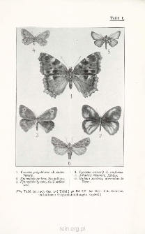 Beitrag zur Kenntnis der in Hinterpommern heimischen Gro&szlig;schmetterlinge