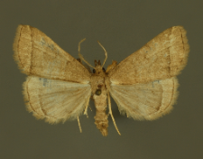 Herminia tarsicrinalis (Knoch, 1782)