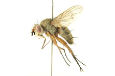 Siphona geniculata (De Geer, 1776)