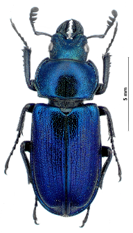 Platycerus caraboides (Linnaeus, 1758)