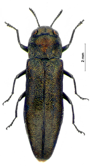 Agrilus convexicollis L. Redtenbacher, 1847