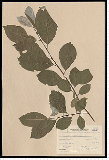 Salix caprea L.