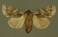 Acronicta menyanthidis (Esper, 1789)