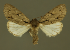 Acronicta tridens (Denis & Schiffermüller, 1775)