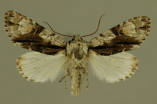 Acronicta alni (Linnaeus, 1767)