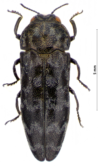 Coraebus undatus (Fabricius, 1787)