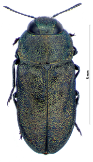 Anthaxia nigrojubata J. Roubal, 1913