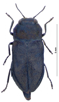 Anthaxia quadripunctata (Linnaeus, 1758)