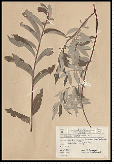 Salix lapponum L.