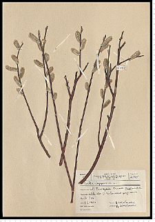 Salix lapponum L.