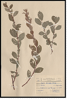 Salix starkeana Willd.