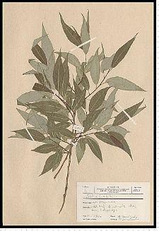 Salix fragilis L.