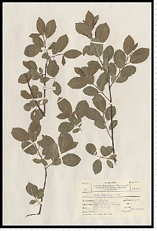 Salix myrsinifolia Salisb.