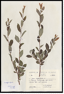 Salix myrsinifolia Salisb.