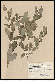Salix myrsinifolia Salisb.