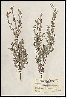 Salix rosmarinifolia L.