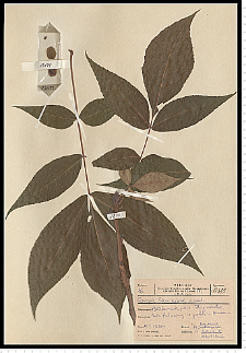 Carya laciniosa (F. Michx.) Loudon