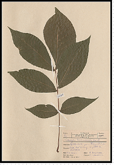 Carya laciniosa (F. Michx.) Loudon