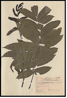 Pterocarya fraxinifolia Spach