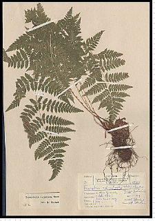 Dryopteris carthusiana (Vill.) H. P. Fuchs