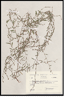 Polygonum aviculare L.