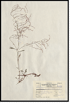 Rumex tenuifolius (Wallr.) Á. Löve