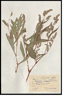 Polygonum lapathifolium L. subsp. pallidum (With.) Fr.