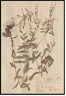 Epilobium parviflorum Schreb.