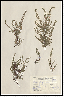 Calluna vulgaris (L.) Hull