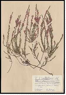 Calluna vulgaris (L.) Hull