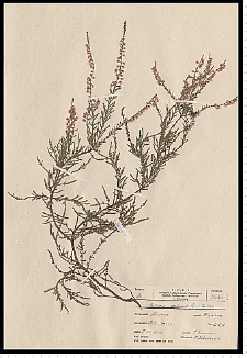 Calluna vulgaris (L.) Hull