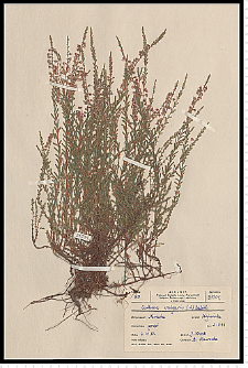 Calluna vulgaris (L.) Hull