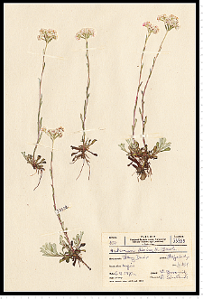 Antennaria dioica (L.) Gaertn.