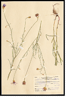Centaurea cyanus L.