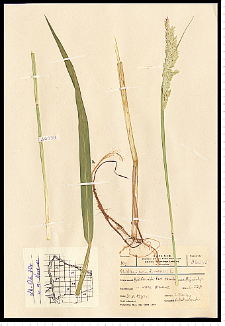 Phalaris arundinacea L.