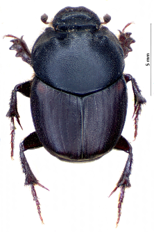 Onthophagus vitulus (Fabricius, 1776)