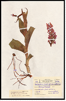 Dactylorhiza majalis (Rchb.) P. F. Hunt & Summerh.