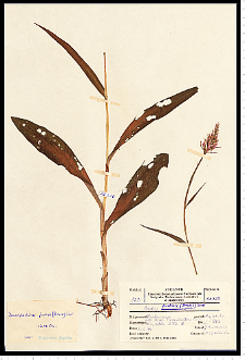 Dactylorhiza fuchsii (Druce) Soó