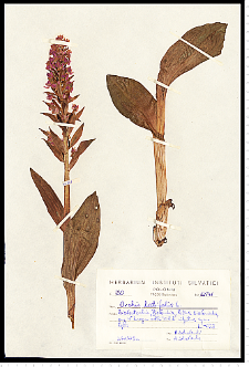 Dactylorhiza majalis (Rchb.) P. F. Hunt & Summerh.