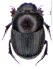 Onthophagus ruficapillus Brullé, 1832