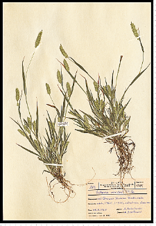 Setaria viridis (L.) P. Beauv.