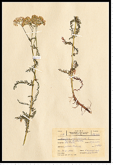 Achillea millefolium L.