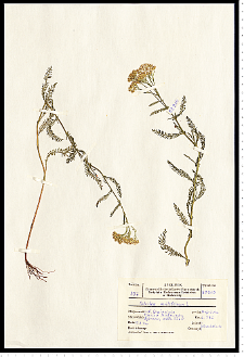 Achillea millefolium L.