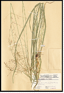 Molinia caerulea (L.) Moench