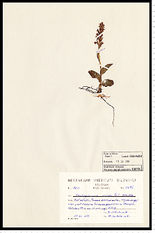 Coeloglossum viride (L.) Hartm.