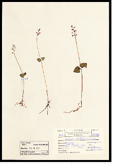 Listera cordata (L.) R. Br.