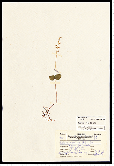 Listera cordata (L.) R. Br.