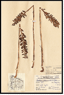 Neottia nidus-avis (L.) Rich.